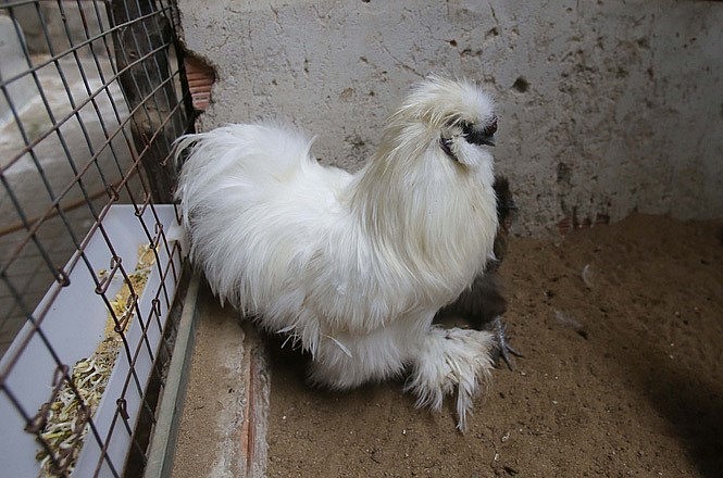 Gà lông xù (tên quốc tế là gà Silkie) là giống gà rất đặc biệt.