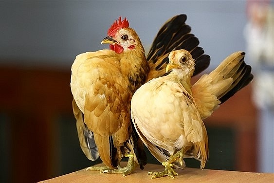 Mỗi con gà Serama trưởng thành có trọng lượng chỉ từ 300-500g. 