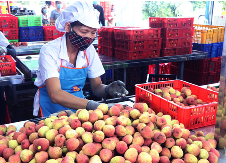 Xuất khẩu trái cây sẽ đạt trên 5 tỷ USD vào năm 2025