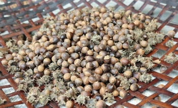 Thứ hạt “tí hon” vào mùa, ăn bùi thơm, giá 100.000 đồng/kg vẫn đắt hàng
