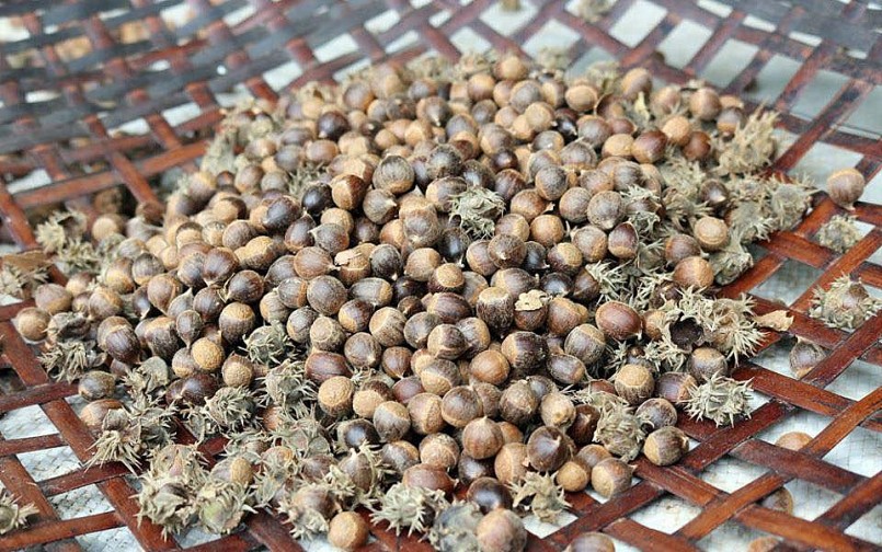 Thứ hạt “tí hon” vào mùa, ăn bùi thơm, giá 100.000 đồng/kg vẫn đắt hàng