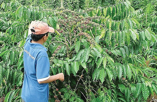 Là một trong 13 mặt hàng nông sản chủ lực của Việt Nam, ngành cà phê đóng góp 3% GDP cả nước.