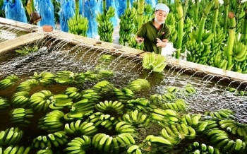 Tin vui cho người nông dân, xuất khẩu chuối Việt Nam sang Trung Quốc tăng mạnh