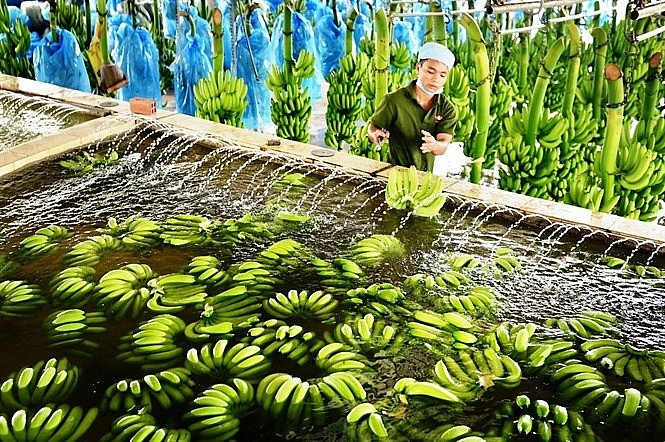Tin vui cho người nông dân, xuất khẩu chuối Việt Nam sang Trung Quốc tăng mạnh