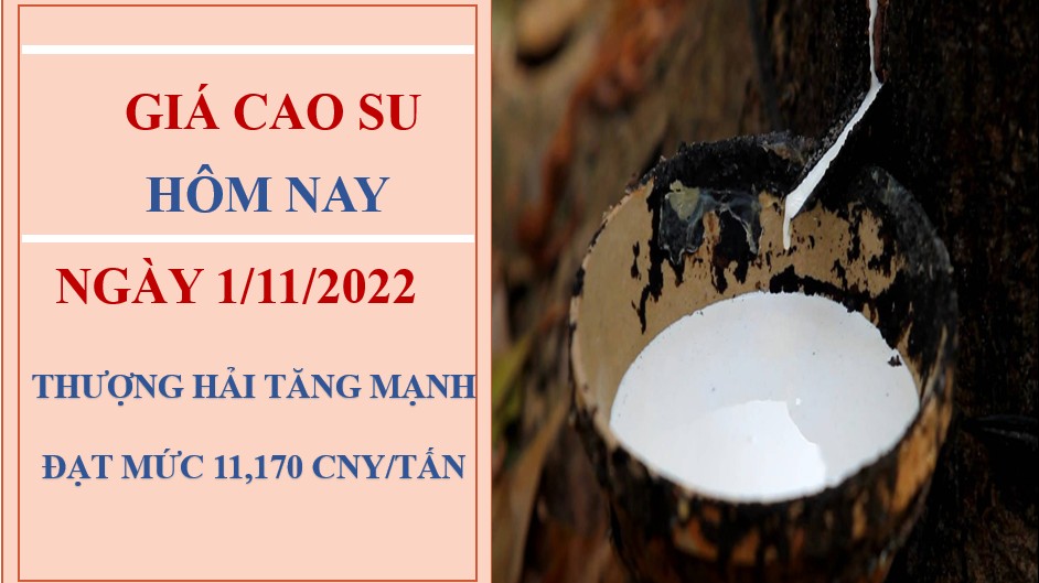 Giá cao su hôm nay 1/11/2022: Bất ngờ tăng mạnh