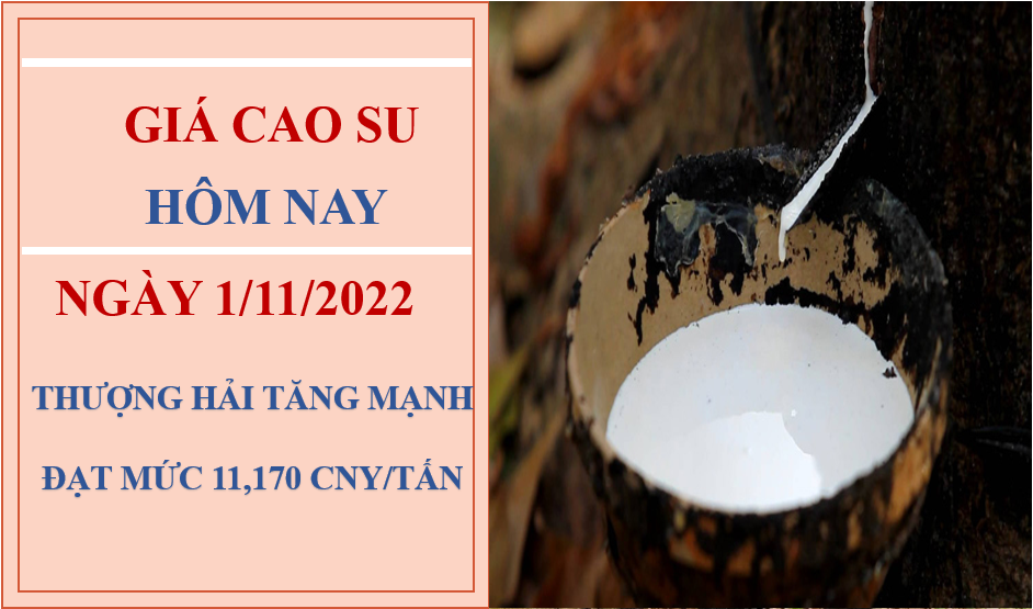 Giá cao su hôm nay 1/11/2022: Bất ngờ tăng mạnh