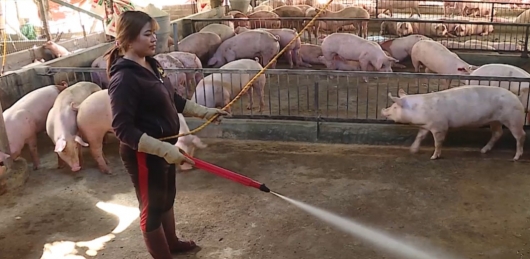 Khởi nghiệp từ 3 con lợn nái, nữ nông dân trở thành tỷ phú vùng cao