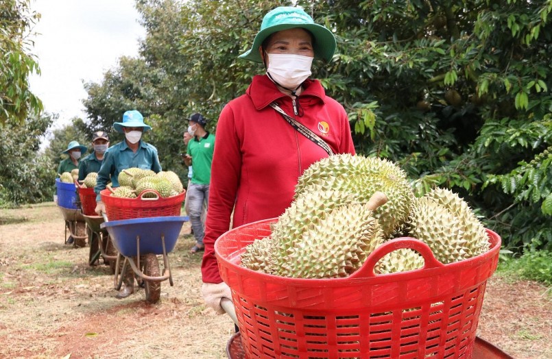 Hợp tác xã Dịch vụ nông nghiệp Tân Lập Đông (huyện Krông Búk) thu hoạch sầu riêng.