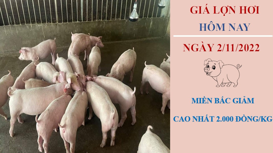Giá lợn hơi hôm nay 2/11/2022: Giảm nhẹ tại hai miền Bắc - Trung