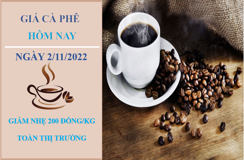 Giá cà phê hôm nay 2/11/2022: Quay đầu giảm nhẹ 200 đồng/kg