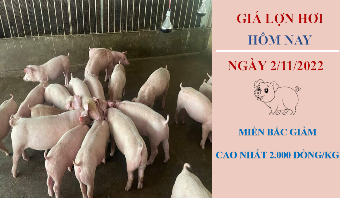 Giá lợn hơi hôm nay 2/11/2022: Giảm nhẹ tại hai miền Bắc - Trung