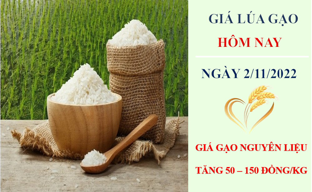 Giá lúa gạo hôm nay 2/11/2022: Giá gạo nguyên liệu tăng trở lại