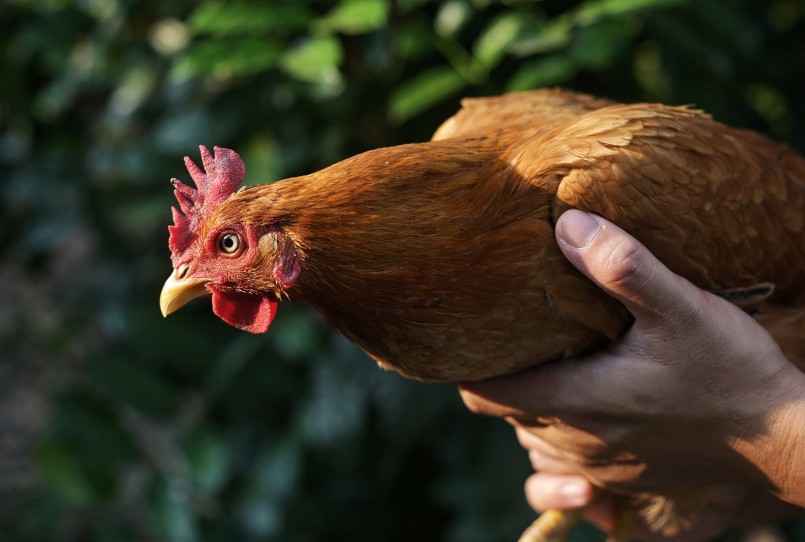 Việc lựa chọn giống gà để nuôi có giá cao cho thị trường ngày Tết là điều được người dân quan tâm. 