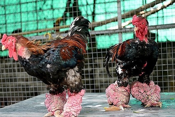 Nên chọn nuôi giống gà nào cho thu nhập cao trong dịp Tết