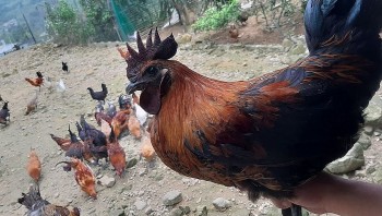 Những giống gà đặc sản người nuôi kiếm bộn tiền trong dịp Tết