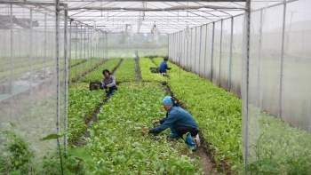 Huyện Văn Giang (Hưng Yên): Đẩy mạnh mô hình liên kết sản xuất theo đề án tái cơ cấu nông nghiệp