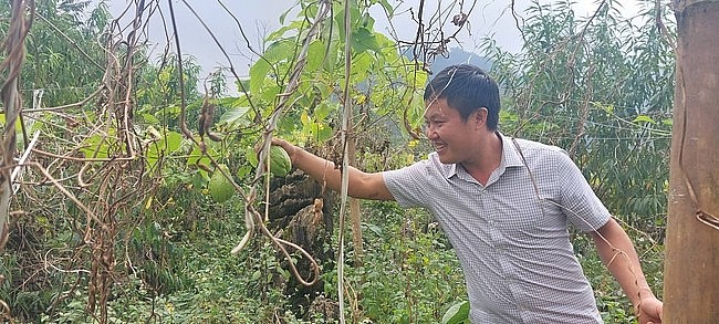 A Việt đã mạnh dạn đưa cây rau màu vào trồng thay thế cây ngô trên nương