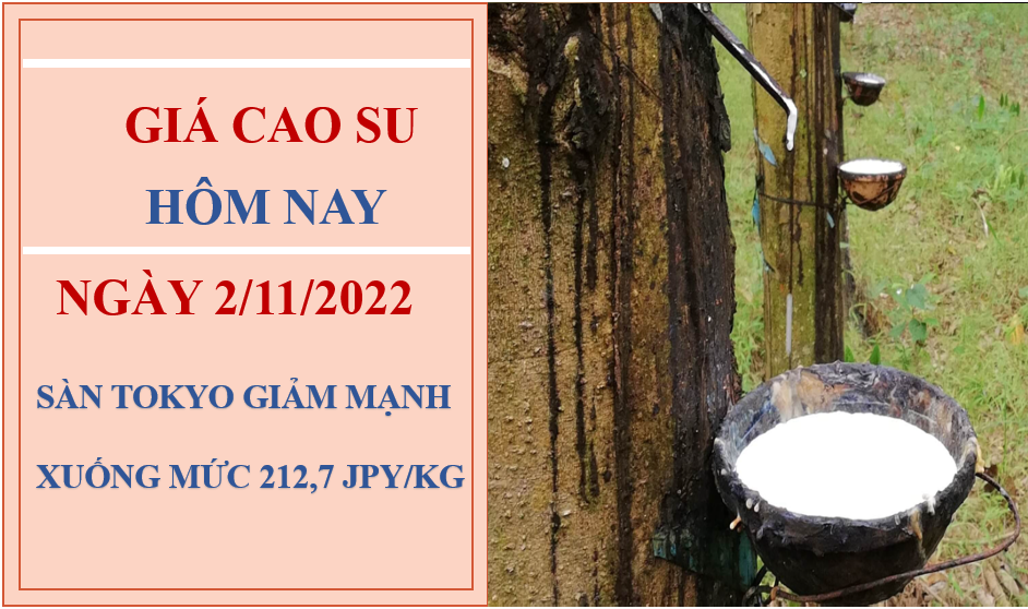 Giá cao su hôm nay 2/11/2022: Giảm mạnh tại Sàn Tokyo