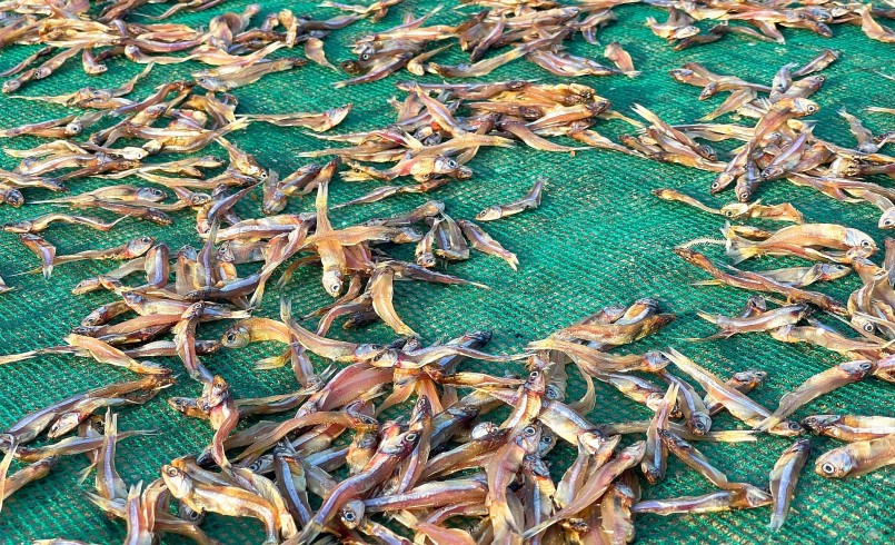 Mùa ấm no trên đảo Thanh Lân, bắt cá cơm mỗi ngày thu hơn 10 triệu đồng
