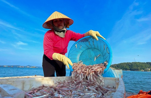 Mùa ấm no trên đảo Thanh Lân, bắt cá cơm mỗi ngày thu hơn 10 triệu đồng