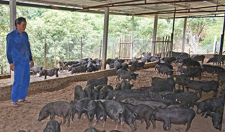 Mặc dù trang trại nuôi gần 400 con lợn, không có hệ thống xử lý chất thải nhưng lại không có mùi hôi.