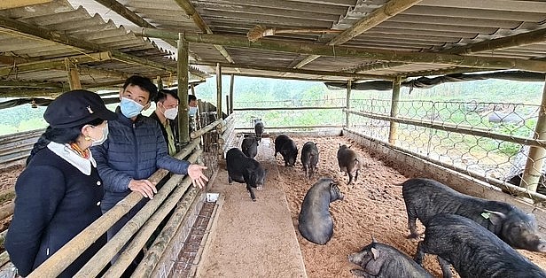 Trang trại chăn nuôi an toàn sinh học của ông Bùi Huy Cường cho thu lãi hàng trăm triệu đồng mỗi năm.
