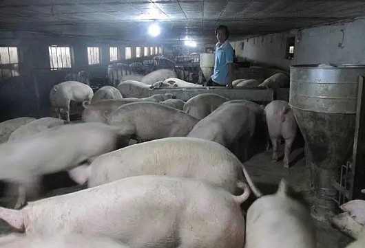 Chuyện lạ: Giá lợn lao dốc vẫn ung dung thu lãi 2 tỷ/năm