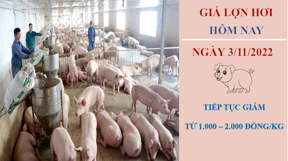 Giá lợn hơi hôm nay 3/11/2022: Liên tục giảm xuống mức 60.000/kg