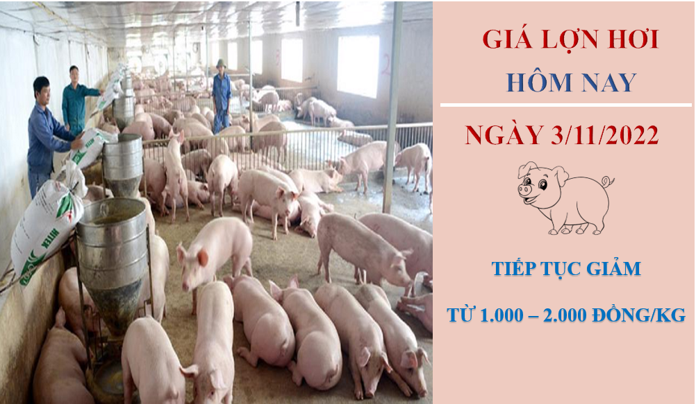 Giá lợn hơi hôm nay 3/11/2022: Liên tục giảm xuống mức 60.000/kg