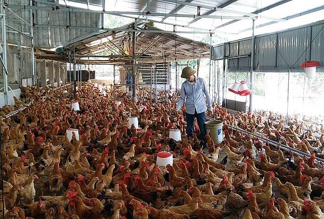 Chàng Kỹ sư CNTT Nguyễn Viết Phương rời Thủ Đô về quê nuôi gà kiến tiền tỷ