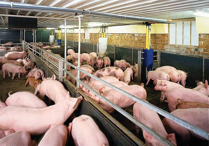 Điều gì sẽ xảy ra tiếp theo với giá lợn hơi?