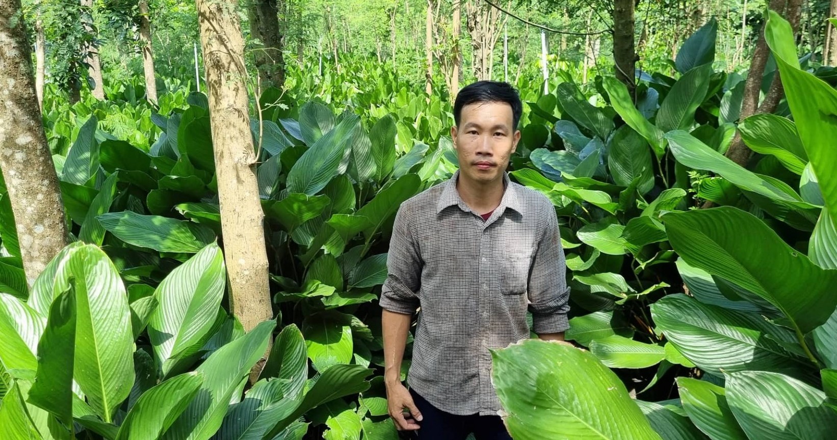 Anh Trần Văn Hòa Phát triển kinh tế nhờ mô hình trồng cây sâm lông  Cổng  Thông tin điện tử tỉnh Tiền Giang