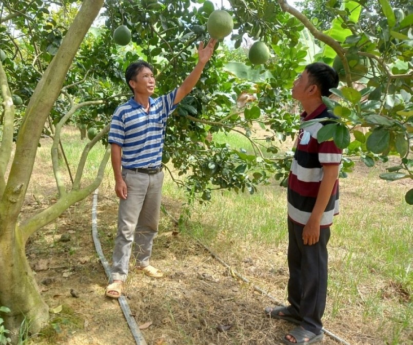 Vườn cây ăn quả của người dân miền núi huyện Khánh Vĩnh.