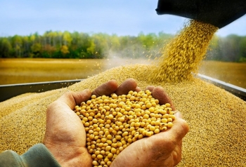 Xin giảm thuế nhập khẩu khô đậu tương về 0% để “cứu” ngành chăn nuôi