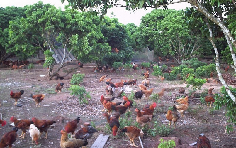 Mô hình nuôi gà thả vườn VietGAHP được nhiều địa phương triển khai hỗ trợ nông dân.