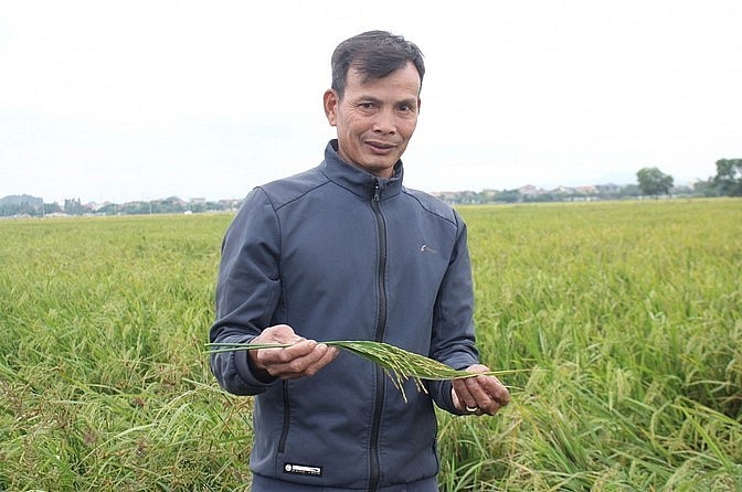 Ông Trịnh Viết Chiến, xã Ninh Khang, huyện Hoa Lư (Ninh Bình) thành công với việc tích tụ đất đai, áp dụng cơ giới hóa vào sản xuất lúa. Ảnh: Lê Bền.