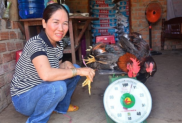 Chị Lê Thị Mân cân gà thực hiện mô hình nuôi gà thả vườn khi được 3 tháng tuổi.