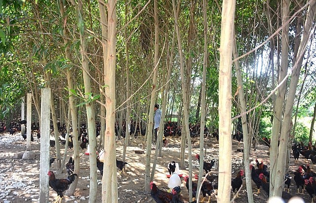 Mô hình gà thả vườn theo qui trình VietGAHP ở thôn Phú Lộc, xã Tịnh Phong, huyện Sơn Tịnh, tỉnh Quảng Ngãi.
