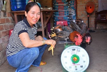 Điều gì giúp người nuôi gà thả vườn ở Quảng Ngãi đếm tiền mỏi tay