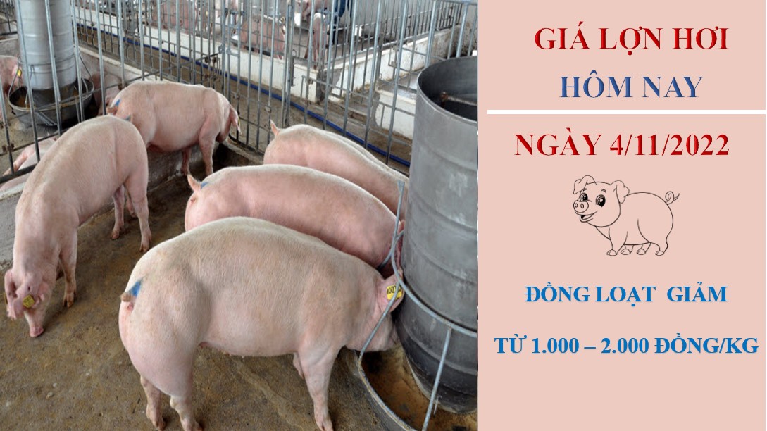 Giá lợn hơi hôm nay 4/11/2022: Tiếp tục giảm nhẹ từ 1.000 - 2.000 đồng/kg