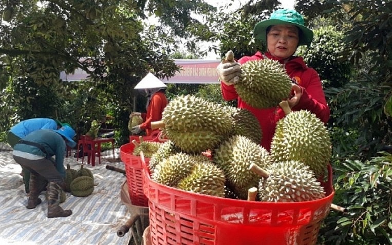 Bà Nguyễn Thị Hồng Thu, Giám đốc Công ty TNHH Xuất nhập khẩu trái cây Chánh Thu, huyện Krông Búk kiểm tra chất lượng trái sầu riêng.
