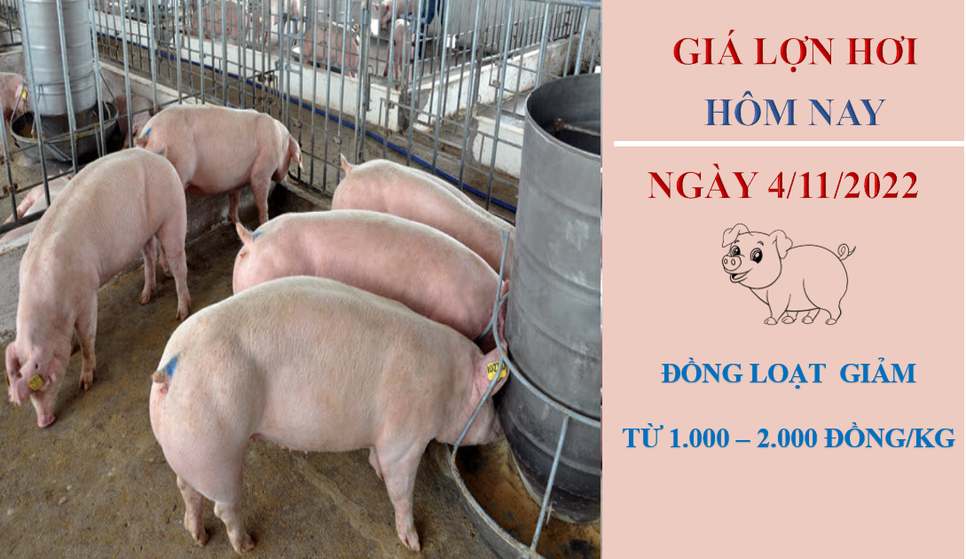Giá lợn hơi hôm nay 4/11/2022: Tiếp tục giảm nhẹ từ 1.000 - 2.000 đồng/kg