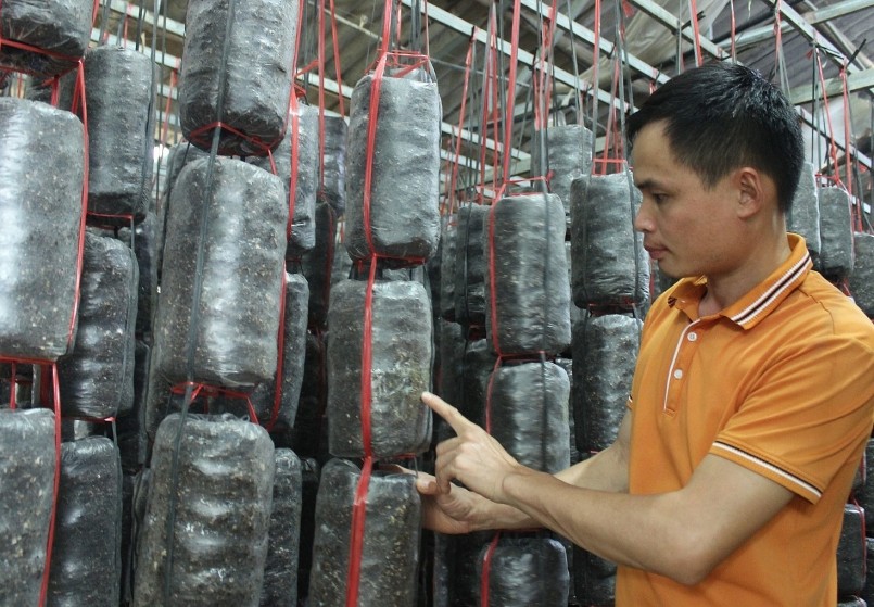 Trang trại nấm của Bình cho sản lượng từ 100 - 120 tấn/năm.