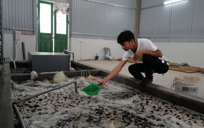 Kinh ngạc với trại nuôi cua biển trong nhà đầu tiên ở Hà Nội, giá gần 1 triệu đồng/kg