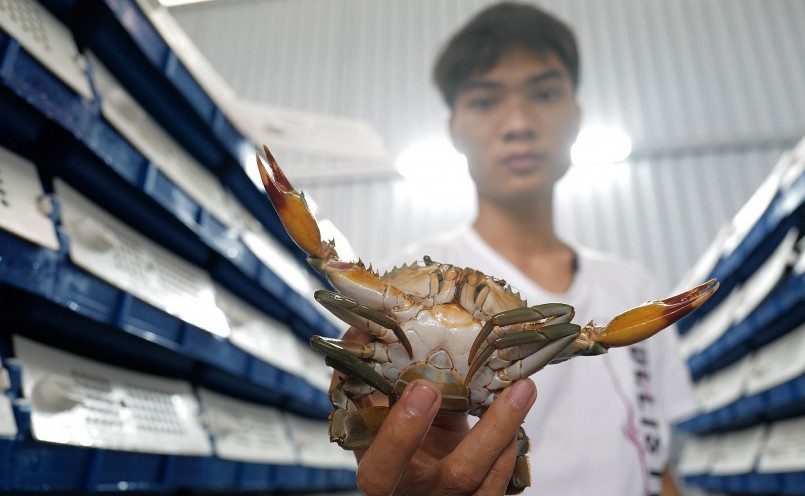 Kinh ngạc với trại nuôi cua biển trong nhà đầu tiên ở Hà Nội, giá gần 1 triệu đồng/kg