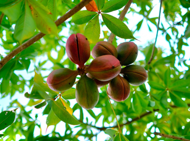Đặc sản lạ ở Ninh Thuận là “lộc trời cho”, lấy từ trên cây xuống có giá 300.000 đồng/kg