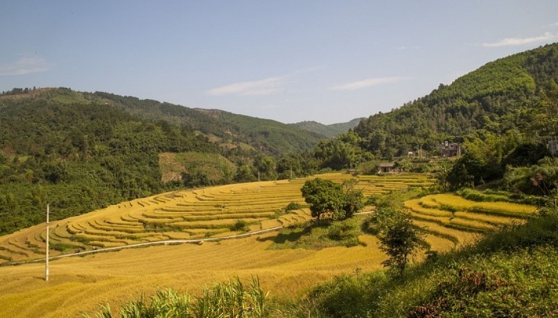 Những thửa ruộng bậc thang chín vàng như dát vàng trải dài khắp triển núi Cao Xiêm, Cao Ba Lanh.