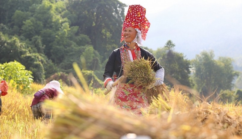 Nụ cười mừng rỡ khi lúa năm nay được mùa của người Sán Chỉ tại thôn Nà Choòng, xã Hoành Mô, huyện Bình Liêu.