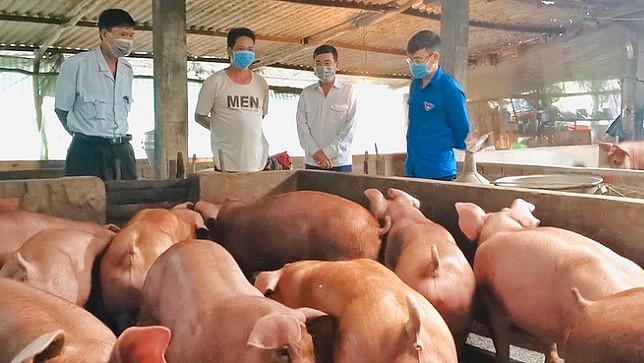 Cán bộ thú y đến kiểm tra trang trại nuôi heo của ông Trương Chí Nguyện.