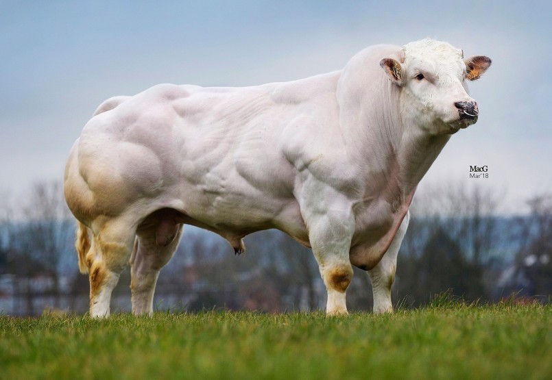 Giống bò siêu cơ bắp này còn được gọi là “siêu bò” với cơ bắp cuồn cuộn. 